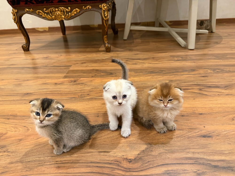 URGENT SALE 100% Scottish born - 3