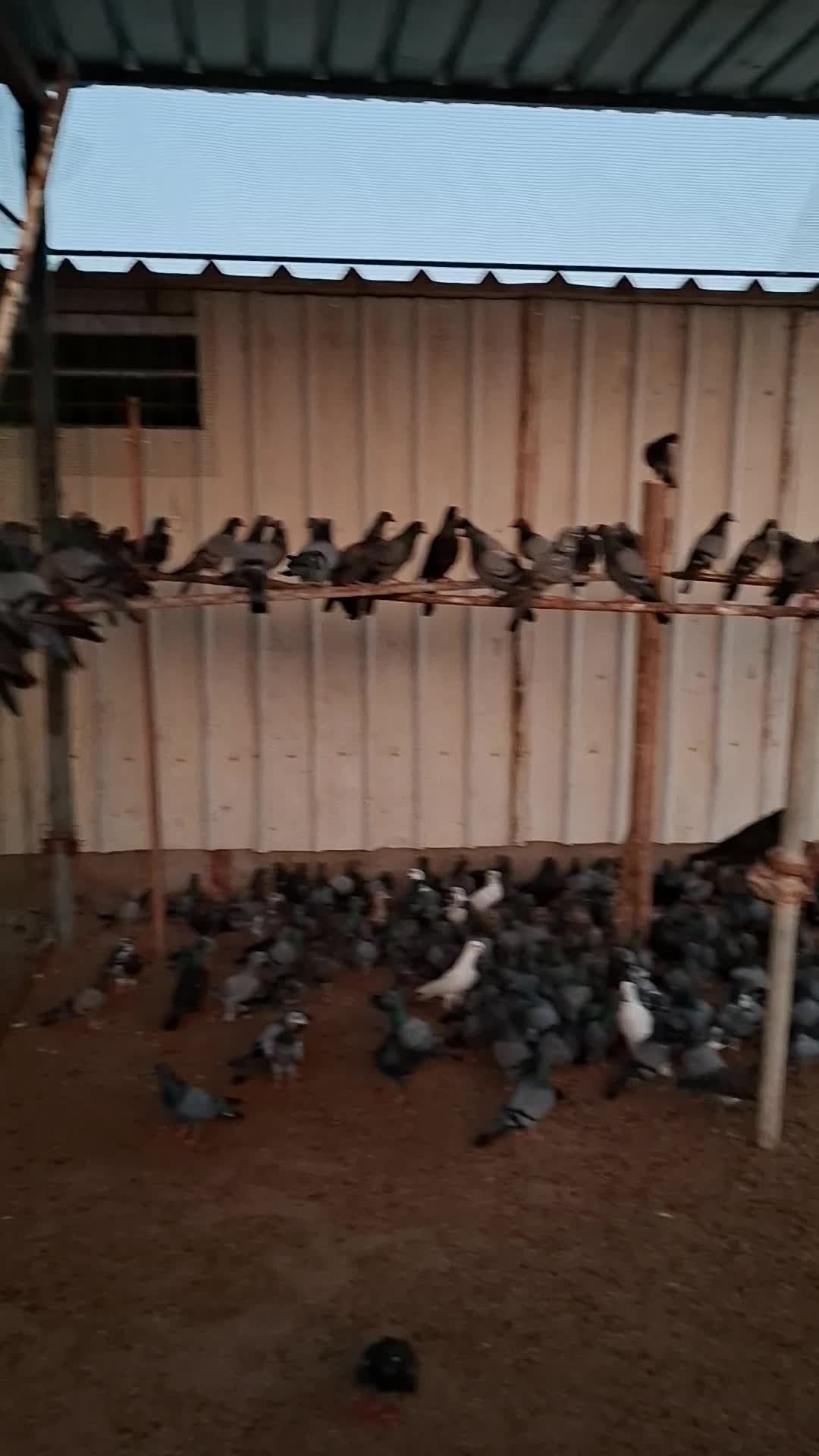 pigeon Dohol - 1