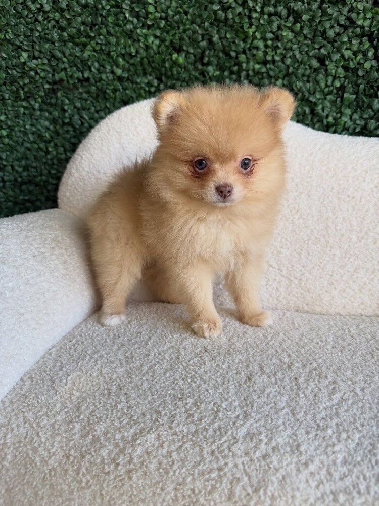 Adorable Pomeranian puppy 55873920 - 1