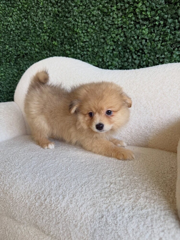 Adorable Pomeranian puppy 55873920 - 4