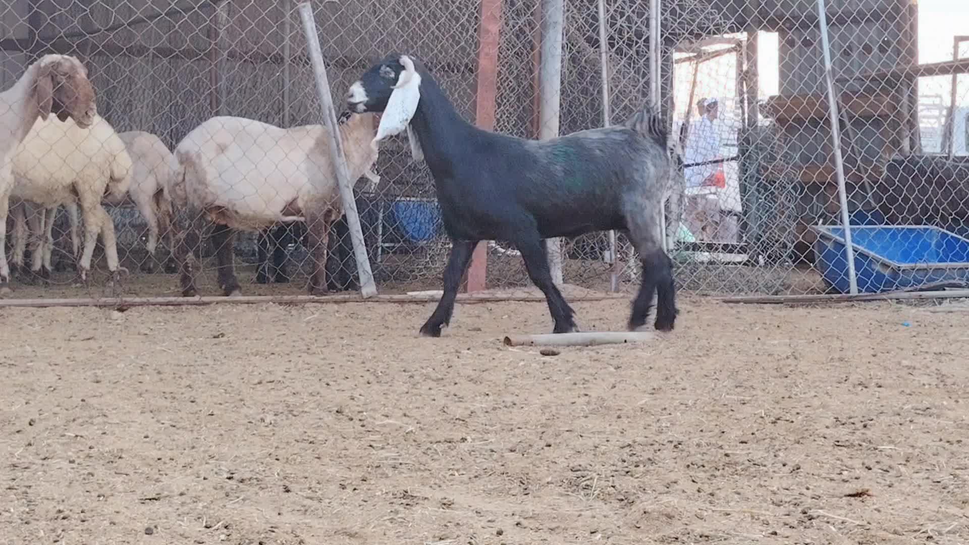 للبيع عنز عارضيه طيبه - 1