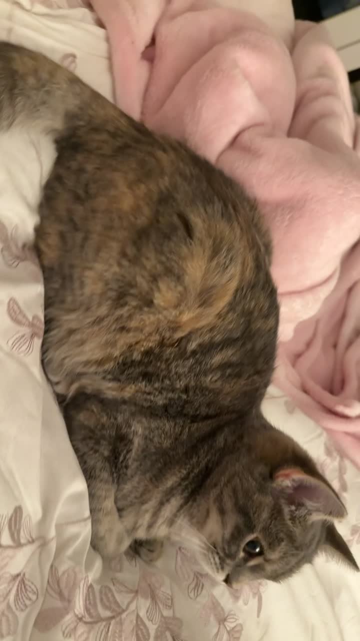 kittens for adoption  - 3