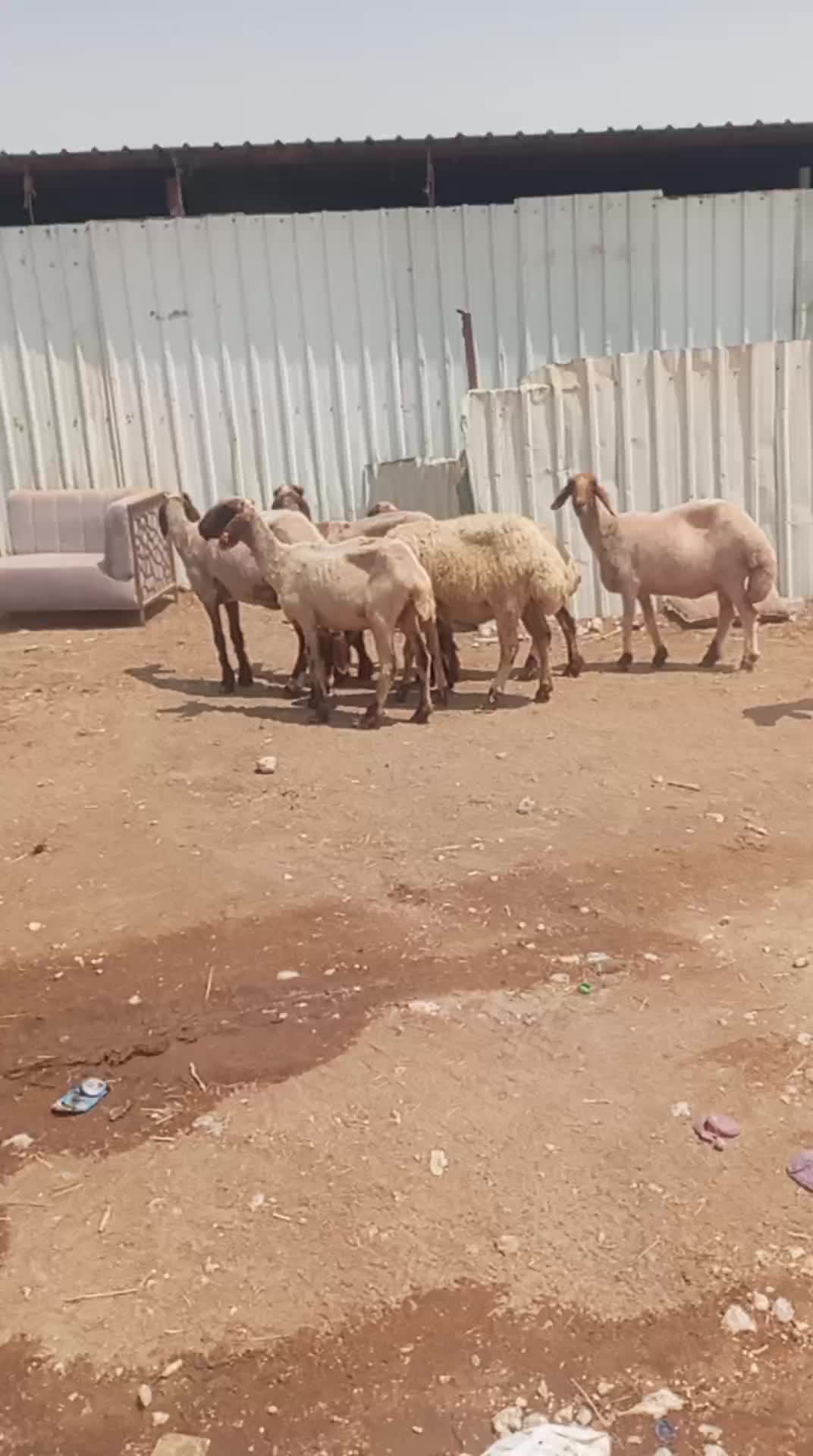 للبيع شوهات سوريا طيبه - 1