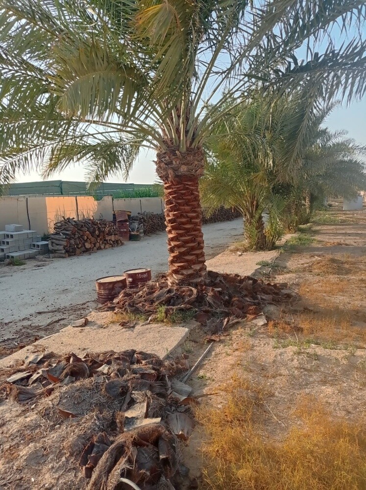 للبيع - 5