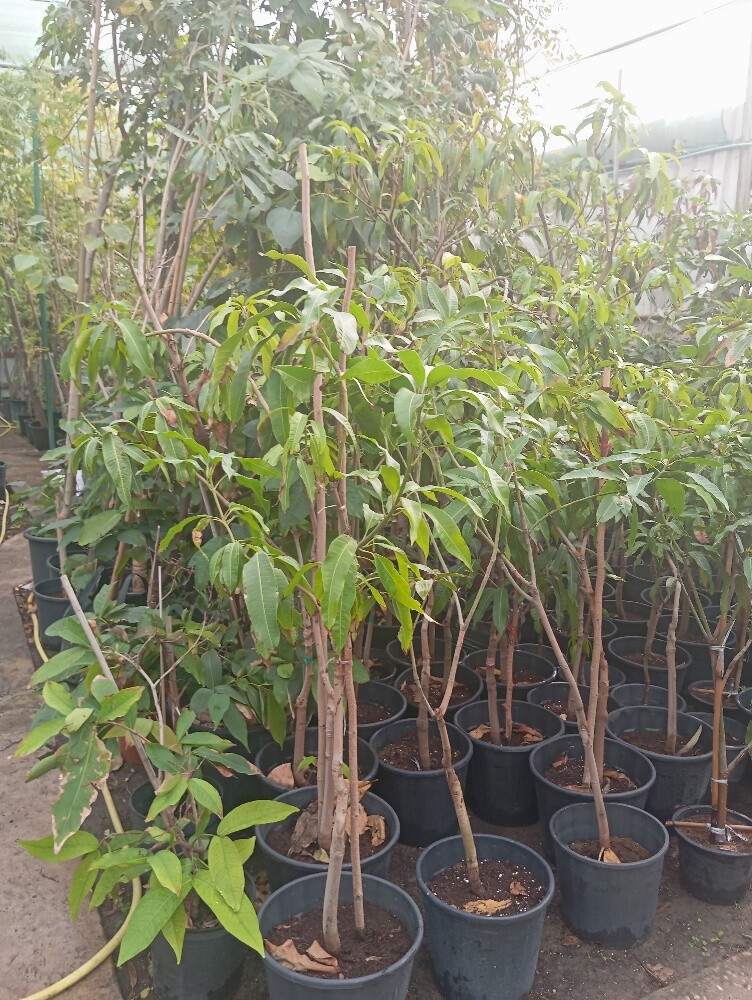 اشجار مثمرة - 3