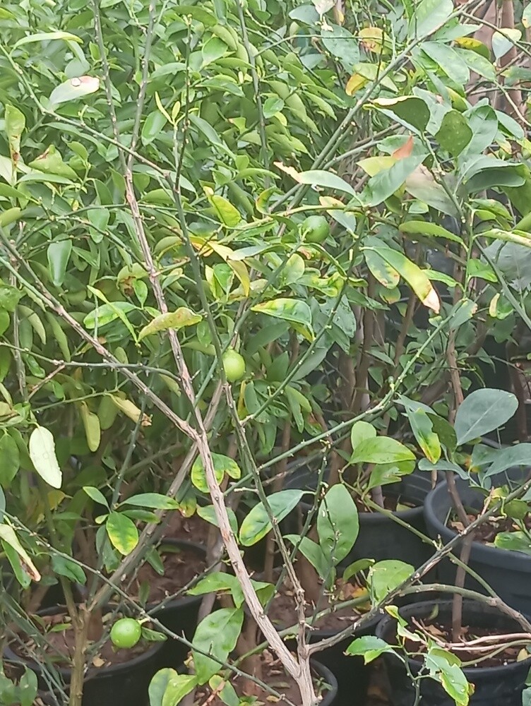 اشجار مثمرة - 4