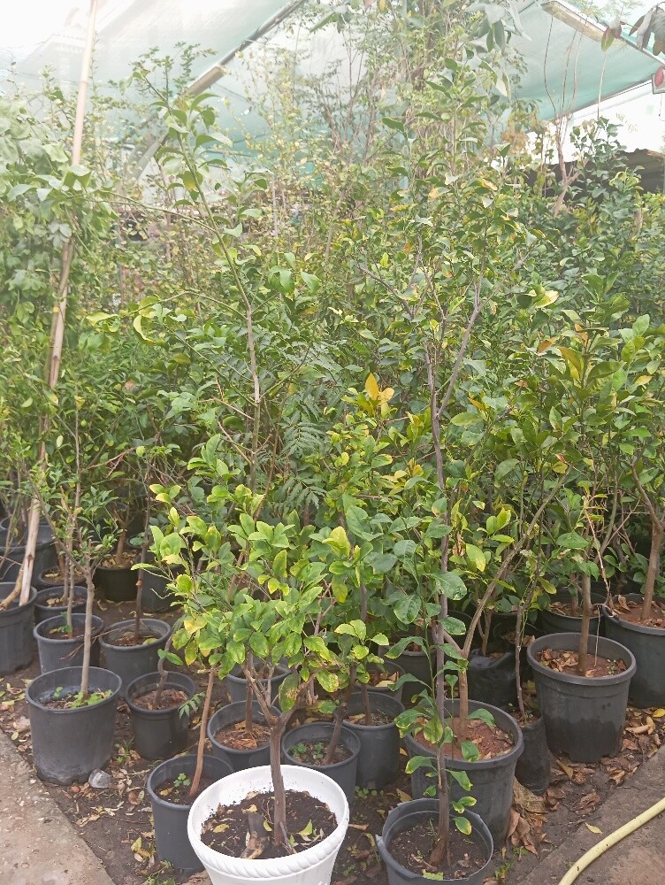 اشجار مثمرة - 8