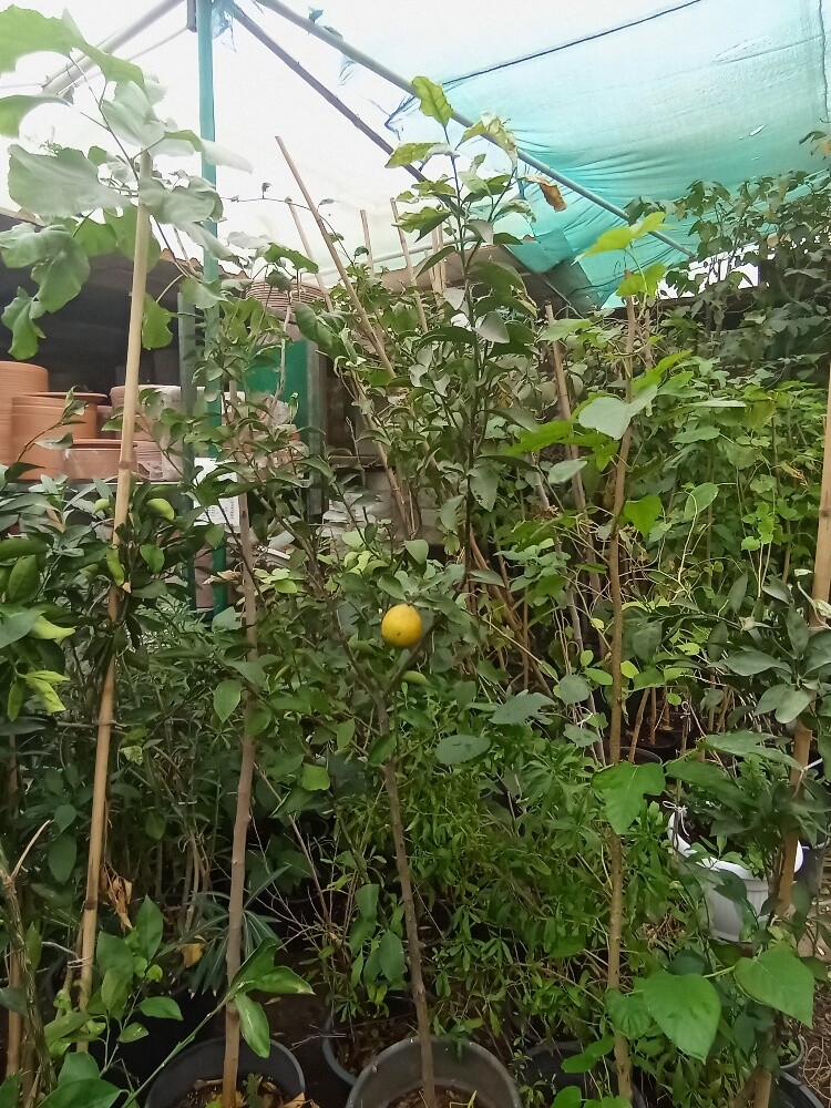 اشجار مثمرة - 6