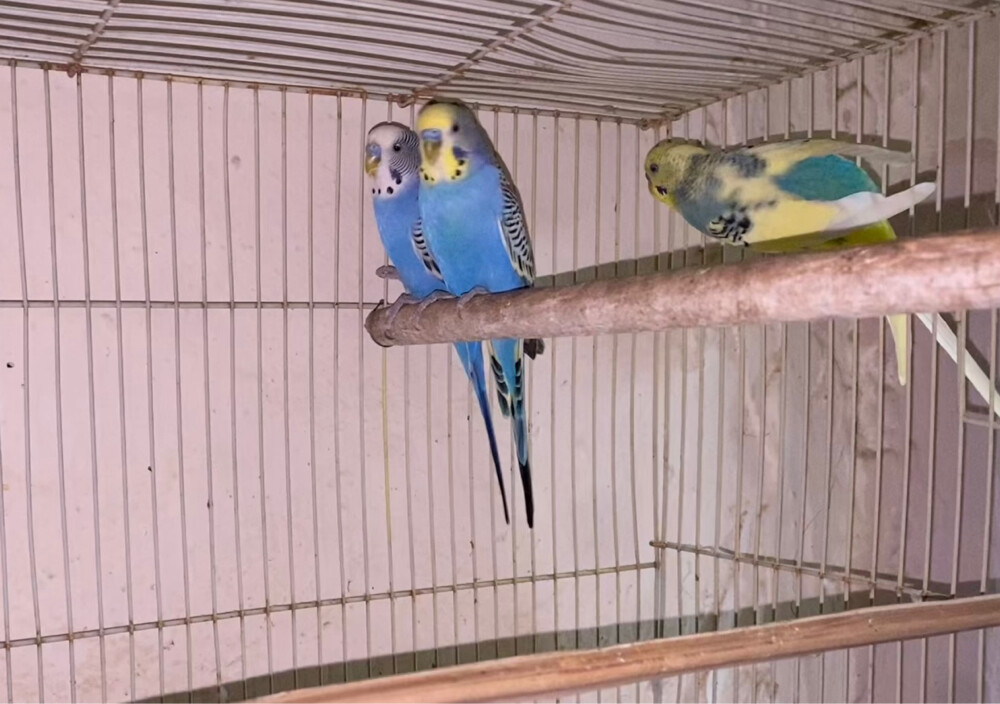 lovebirds  - 1