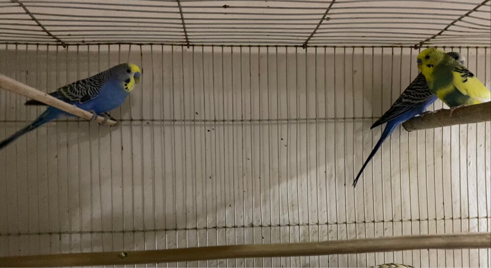 lovebirds  - 2