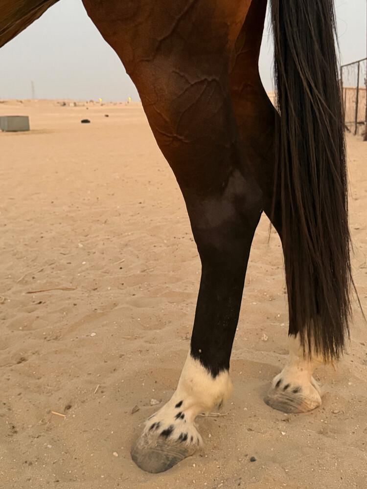 فرس مهجنه سليمه من كل شي  - 4