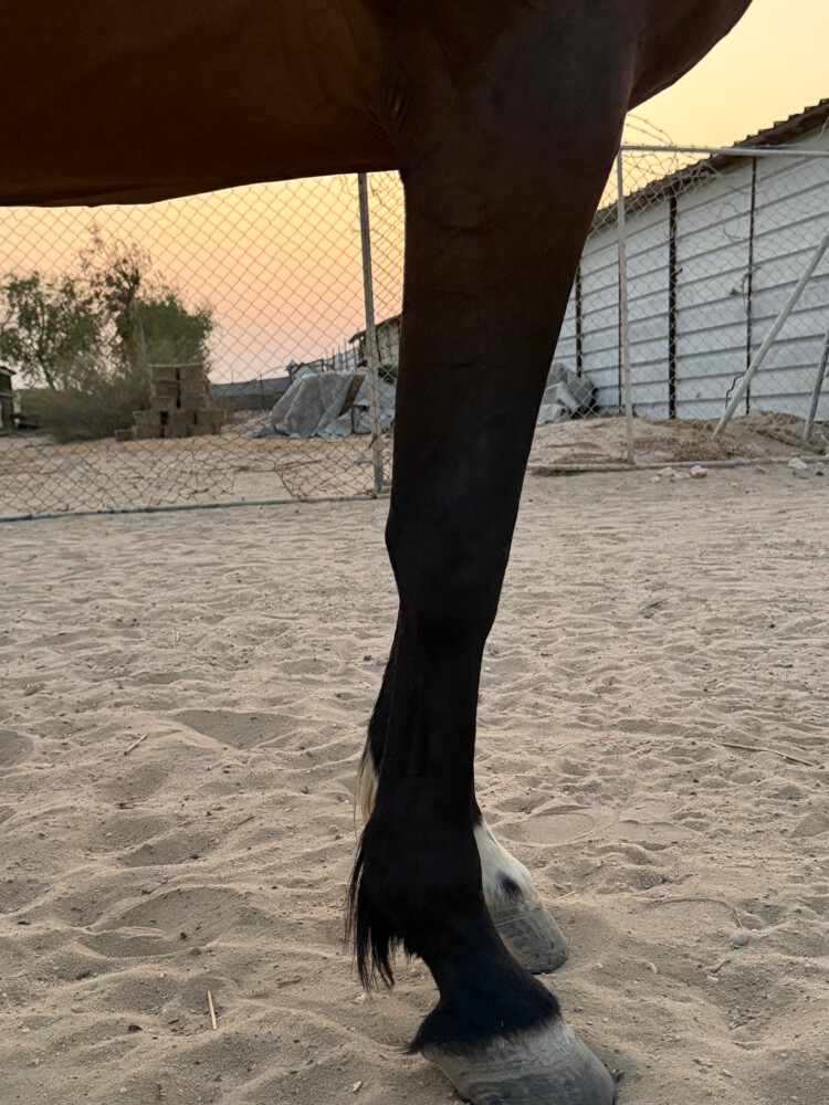 فرس مهجنه سليمه من كل شي  - 2