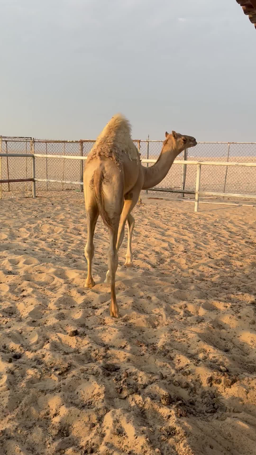 للبيع - 1