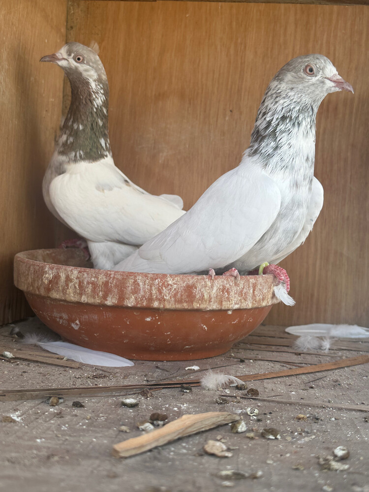 جوز ٢٠٠ - 2