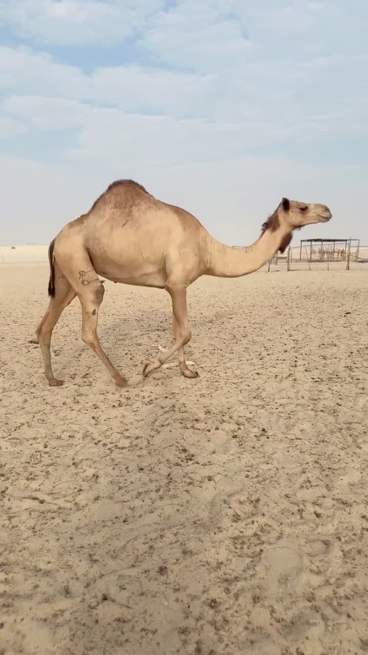 لقحه - 3