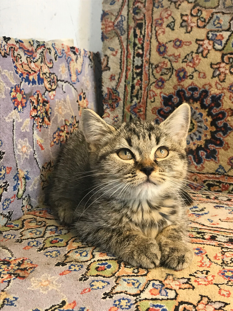 Scottish tabby - 3