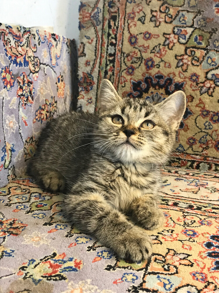 Scottish tabby - 1
