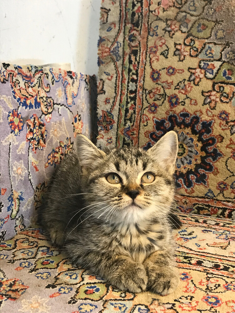 Scottish tabby - 5