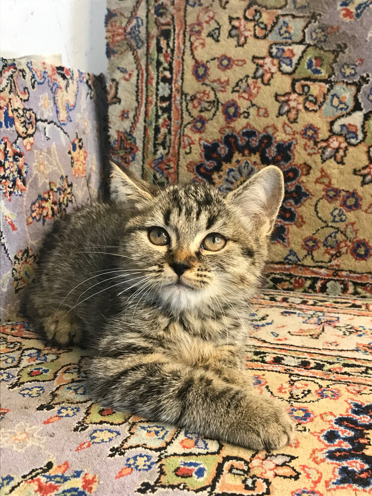 Scottish tabby - 2