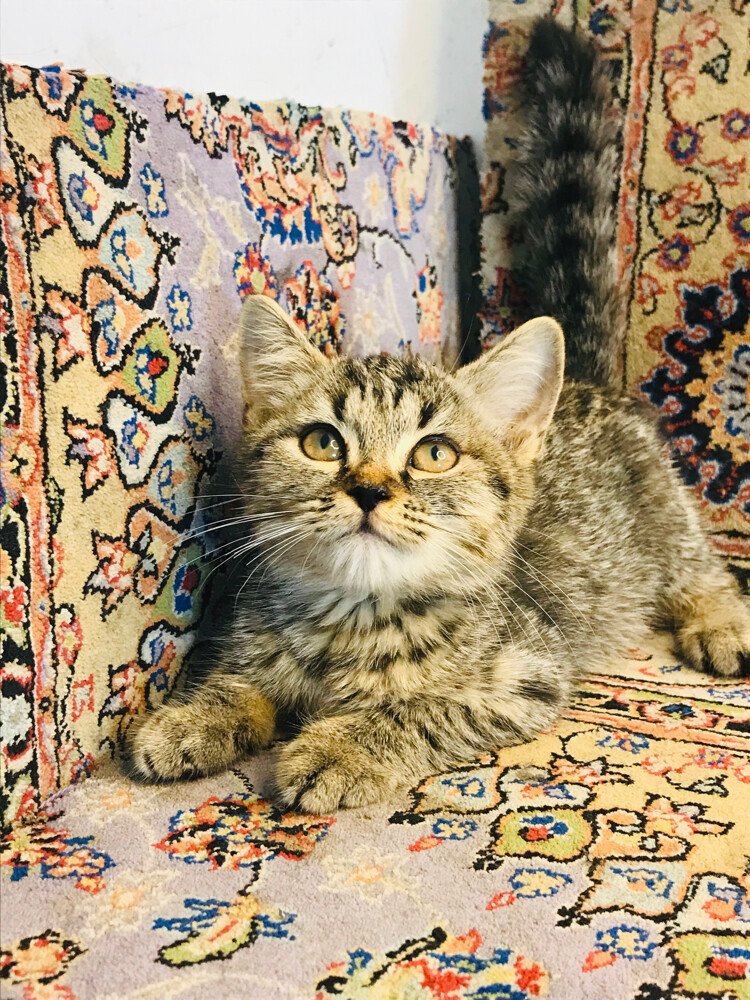 Scottish tabby - 4
