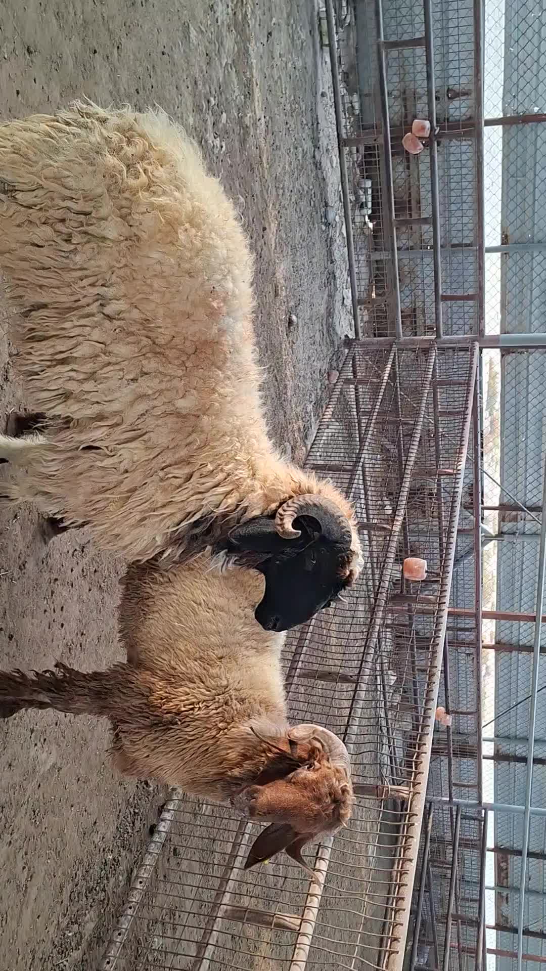للبيع خروف سوري بلدي - 1