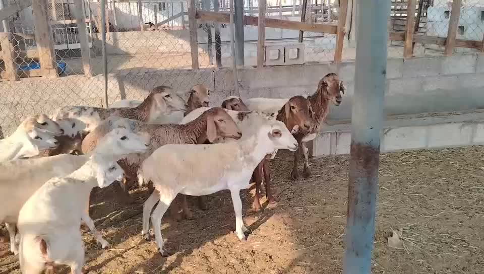بربر طيبه دفيع وليد - 1
