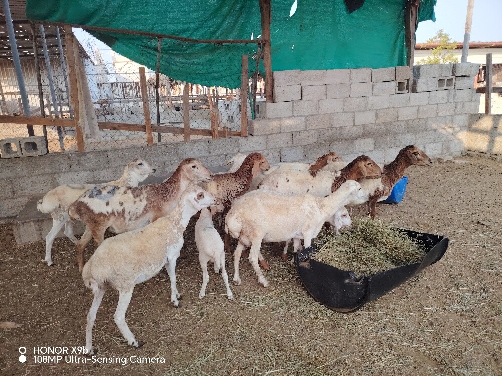 بربر طيبه دفيع وليد - 2