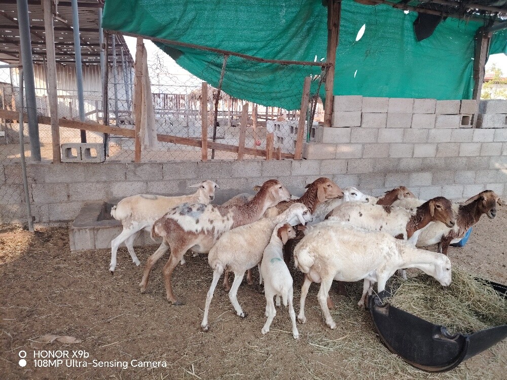 بربر طيبه دفيع وليد - 3