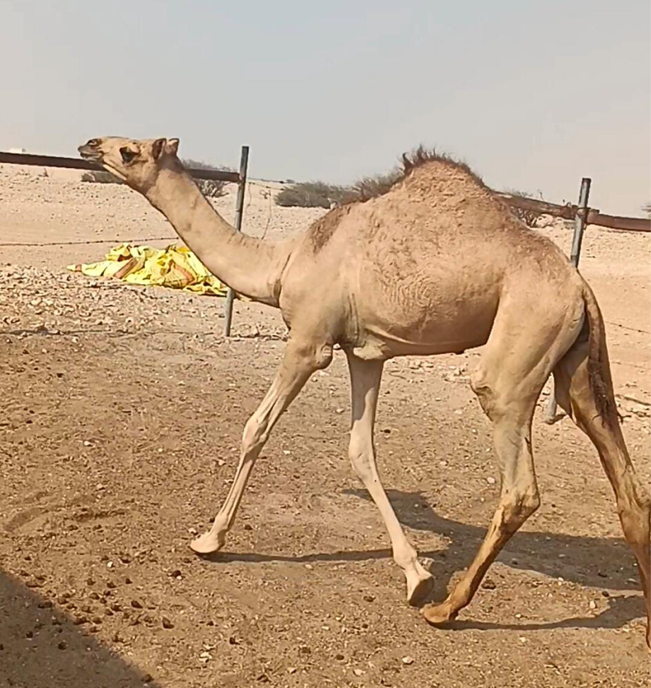للبيع - 2