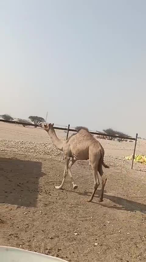 للبيع - 1