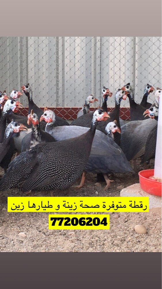 رقطة دجاج حبشي - 1