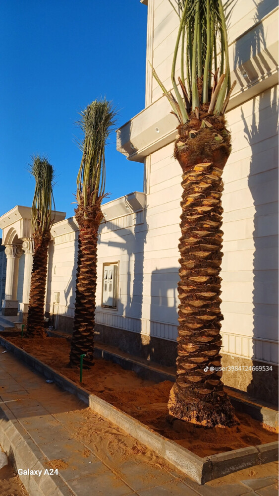 نخل اخلاص  - 3