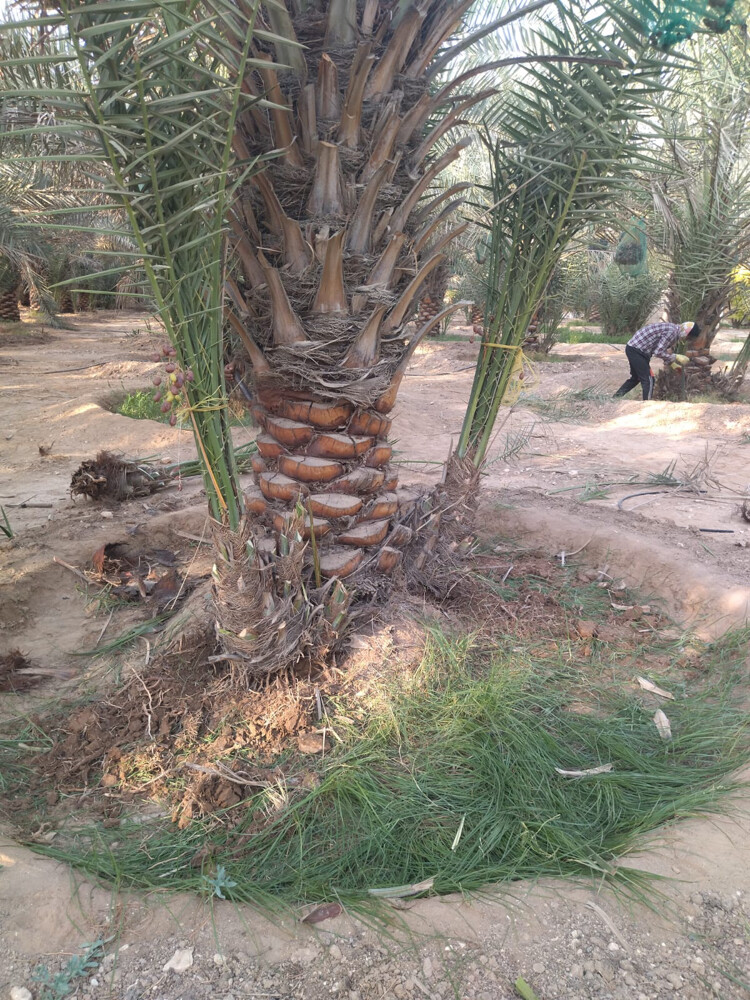 نخل اخلاص  - 7