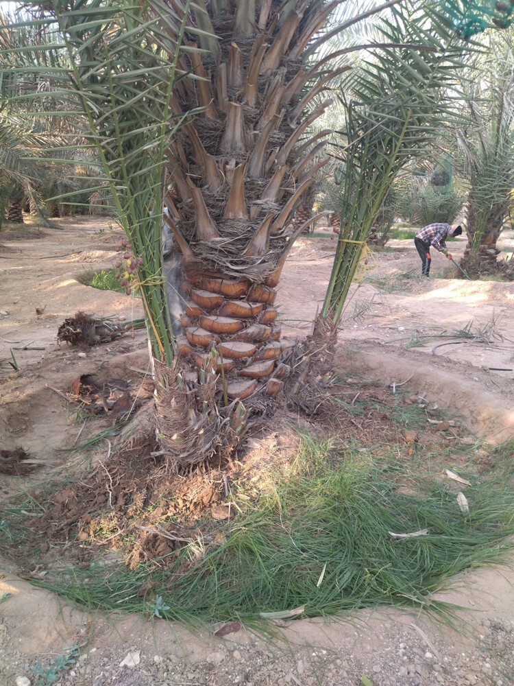 نخل اخلاص  - 6
