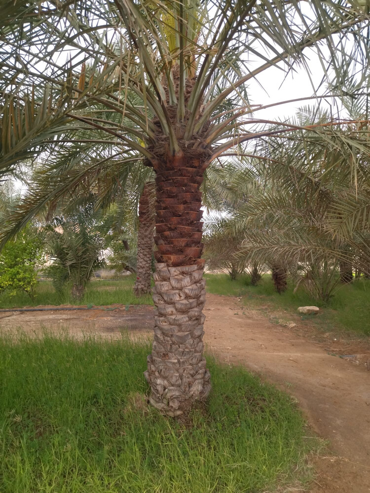 نخل اخلاص  - 5