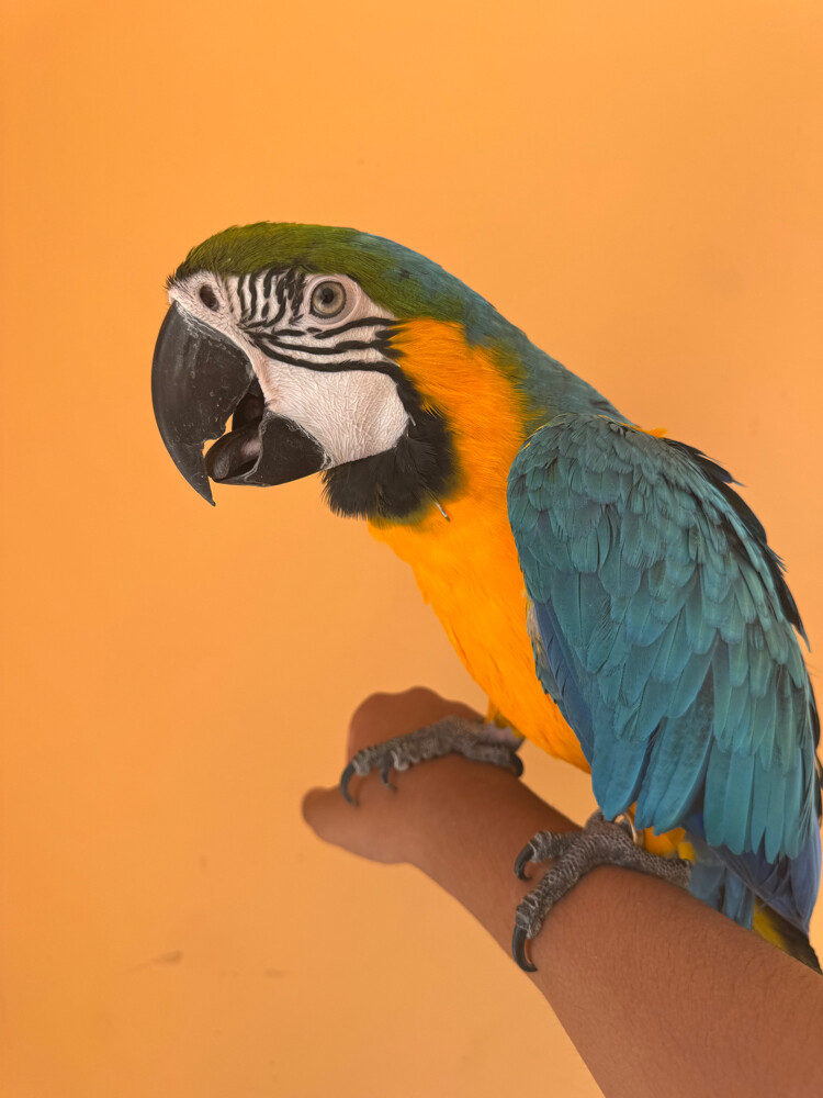 Blue and gold macaw  - 2