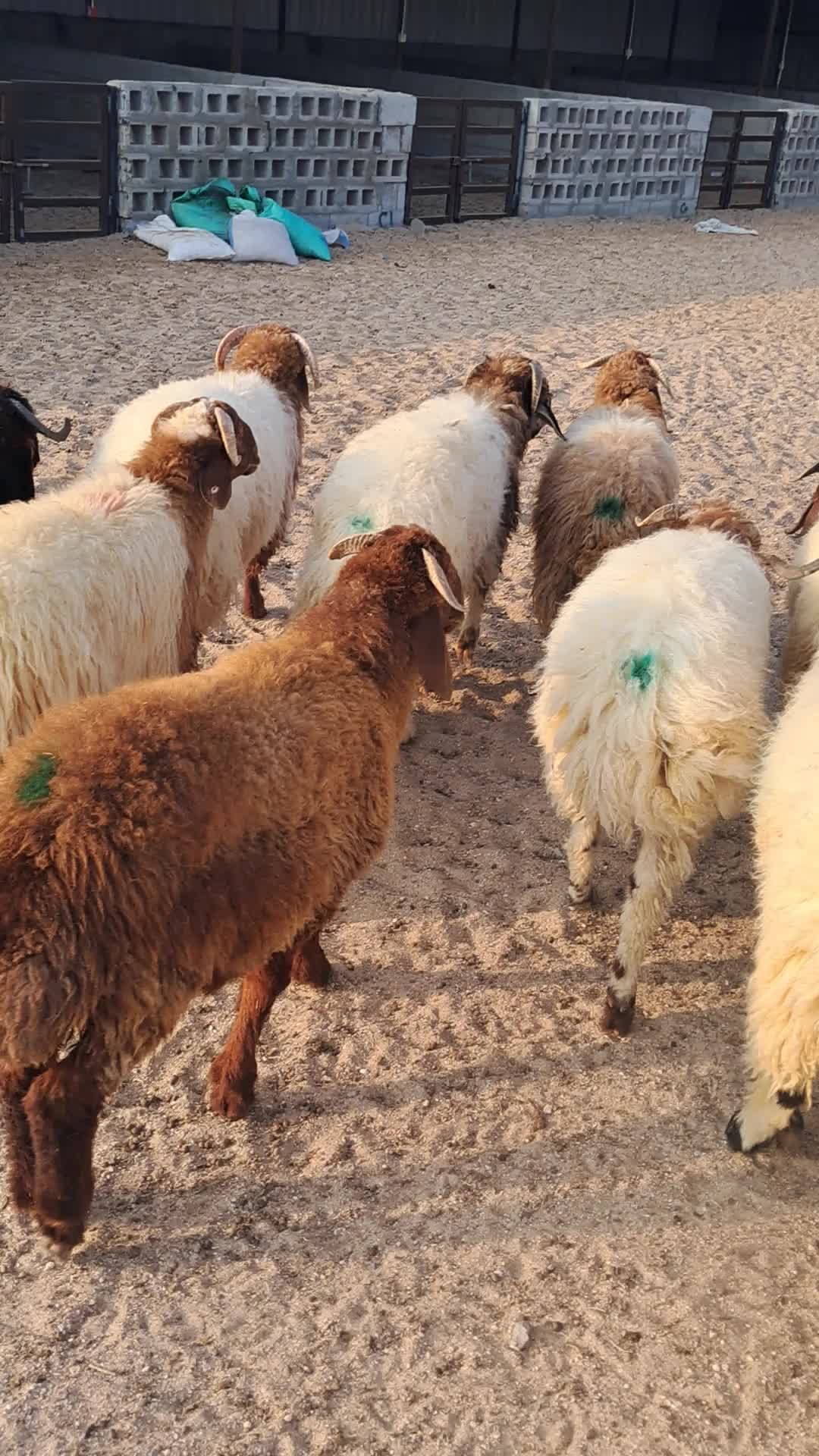 خرفان ذبائح للبيع توصيل للعميل - 3