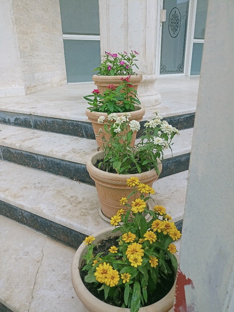 البلوشی - 5