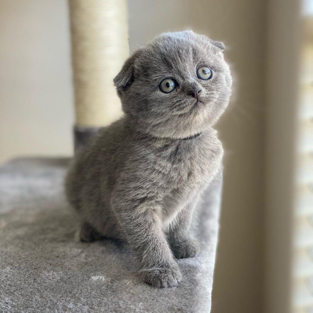 Scottish Fold Kitten - 1