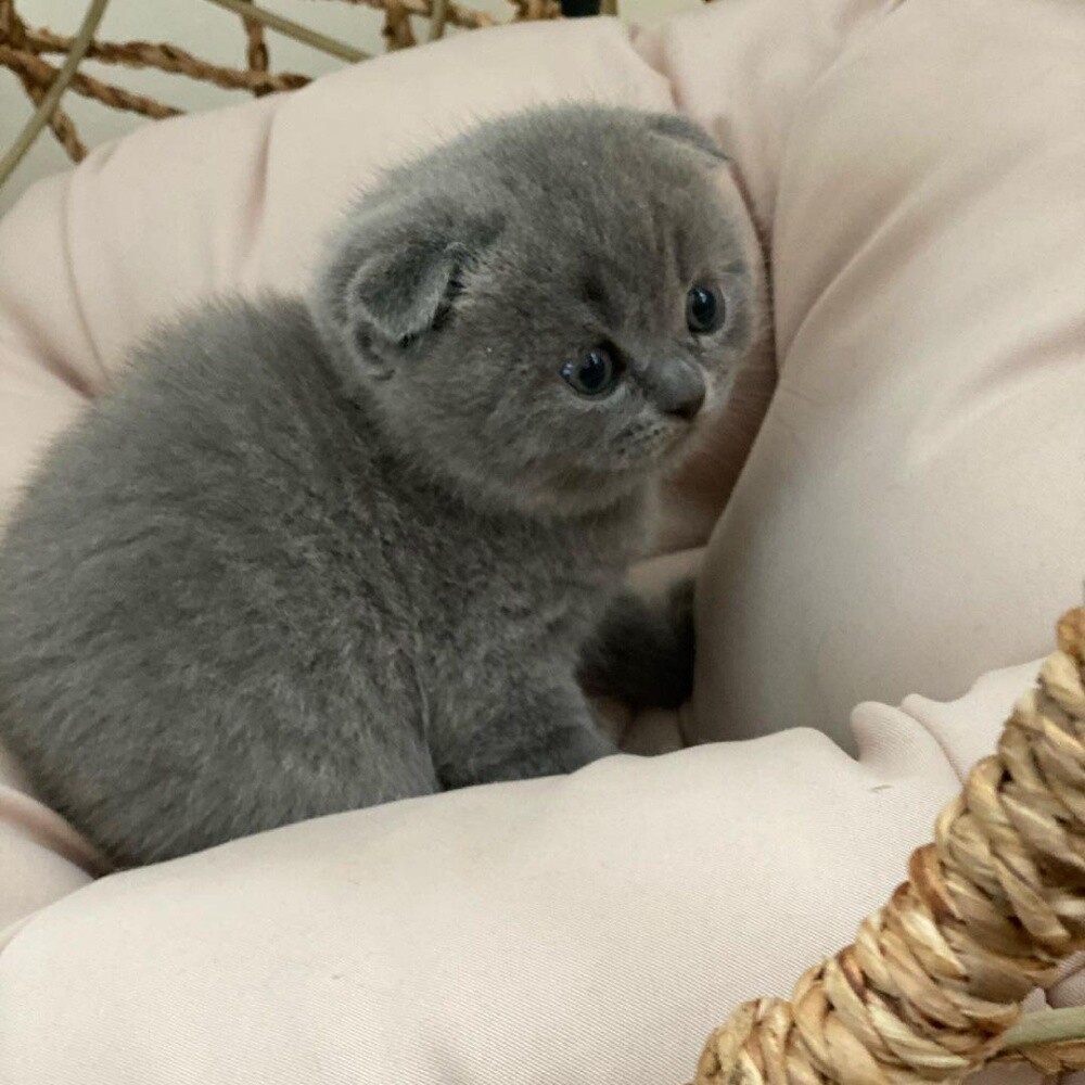 Scottish Fold Kitten - 3