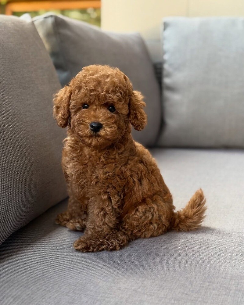 Toy Poodle Puppy - 1