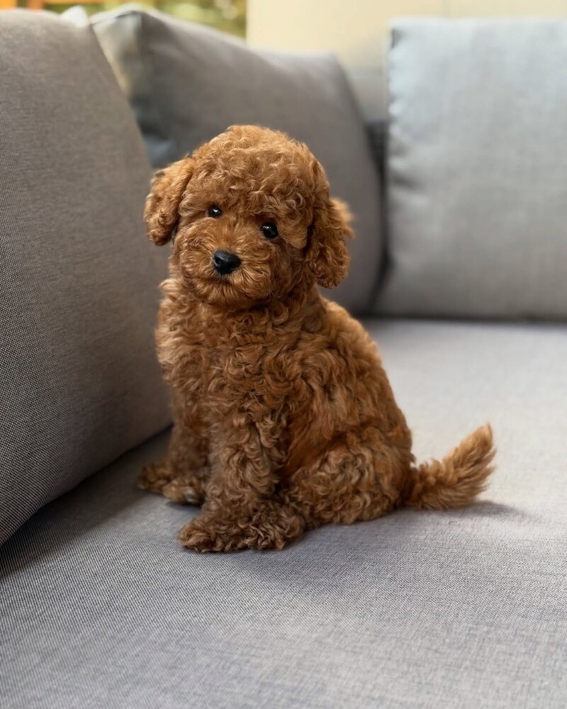 Toy Poodle Puppy - 2