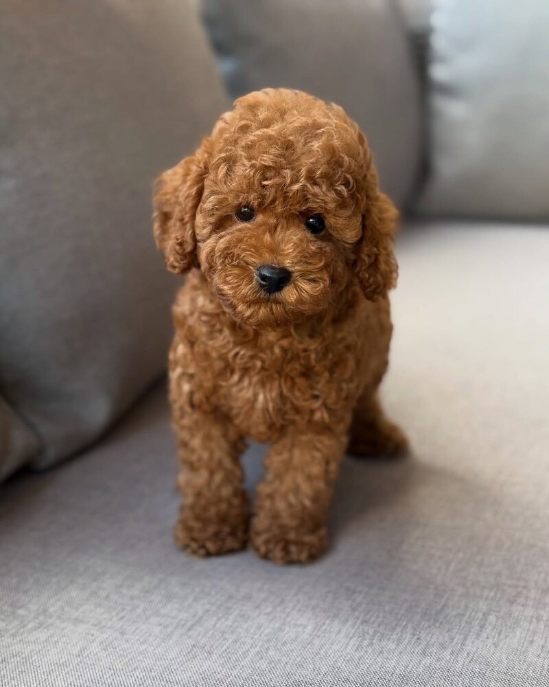 Toy Poodle Puppy - 3