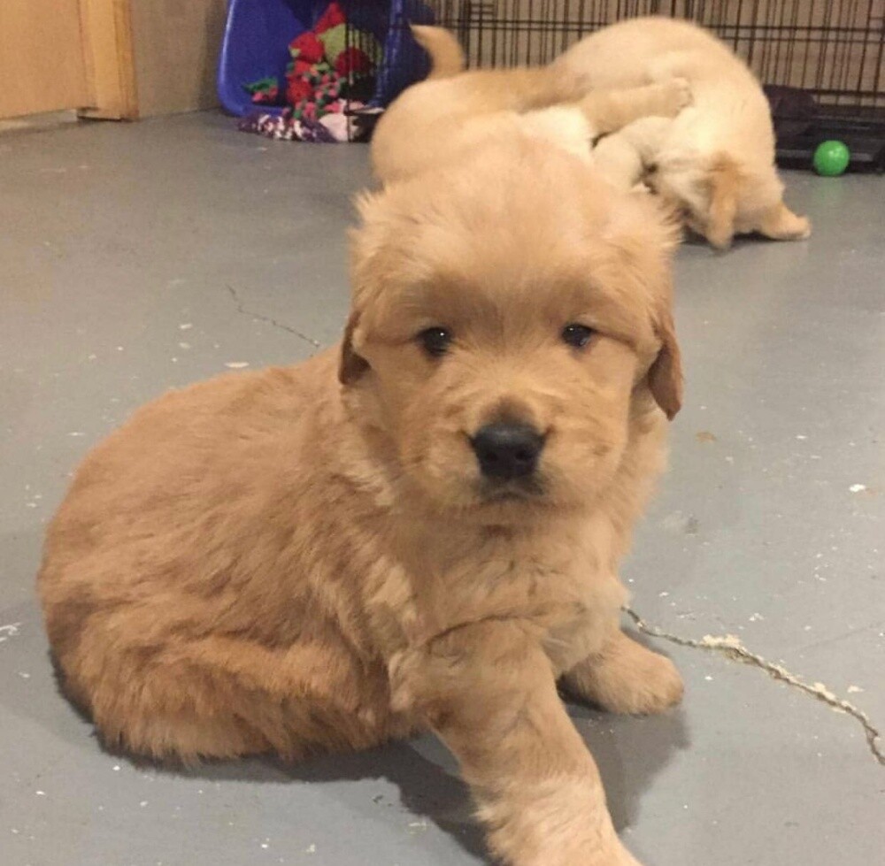 Labrador Retriever Puppy - 3