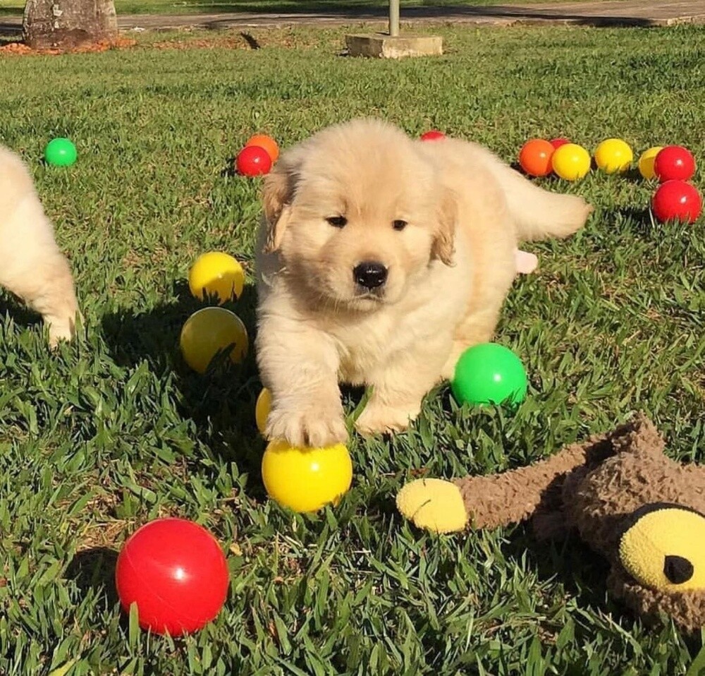 Labrador Retriever Puppy - 1