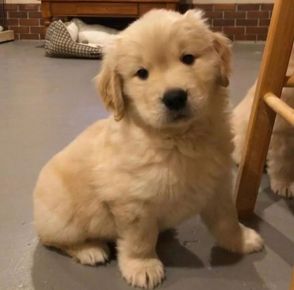 Labrador Retriever Puppy - 2