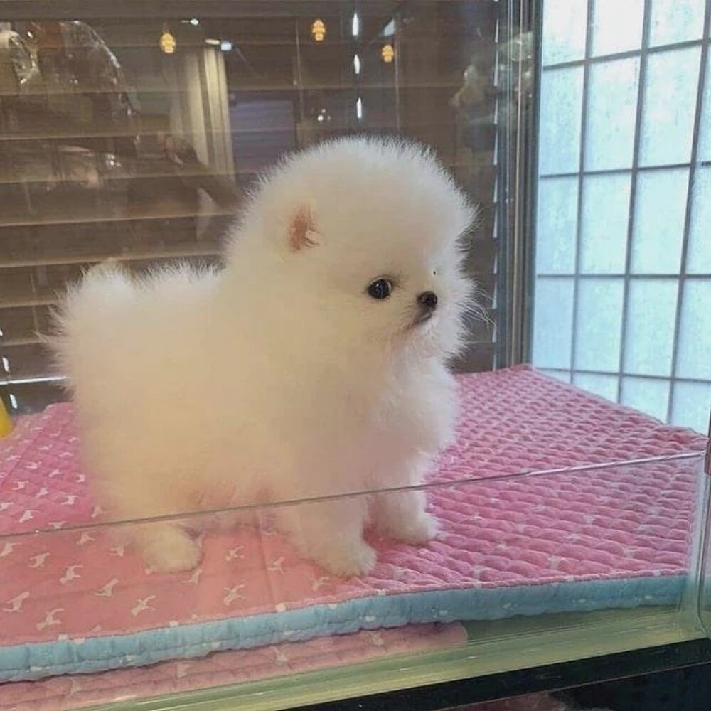 Pomeranian Puppy - 1