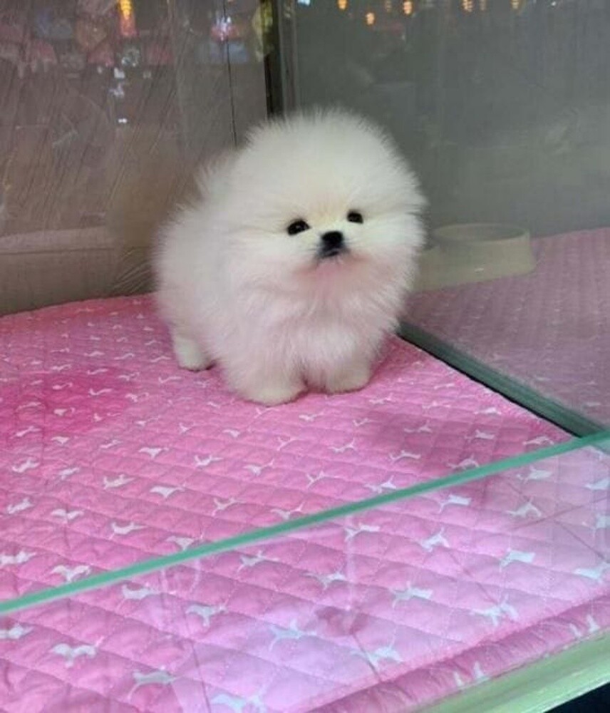 Pomeranian Puppy - 3