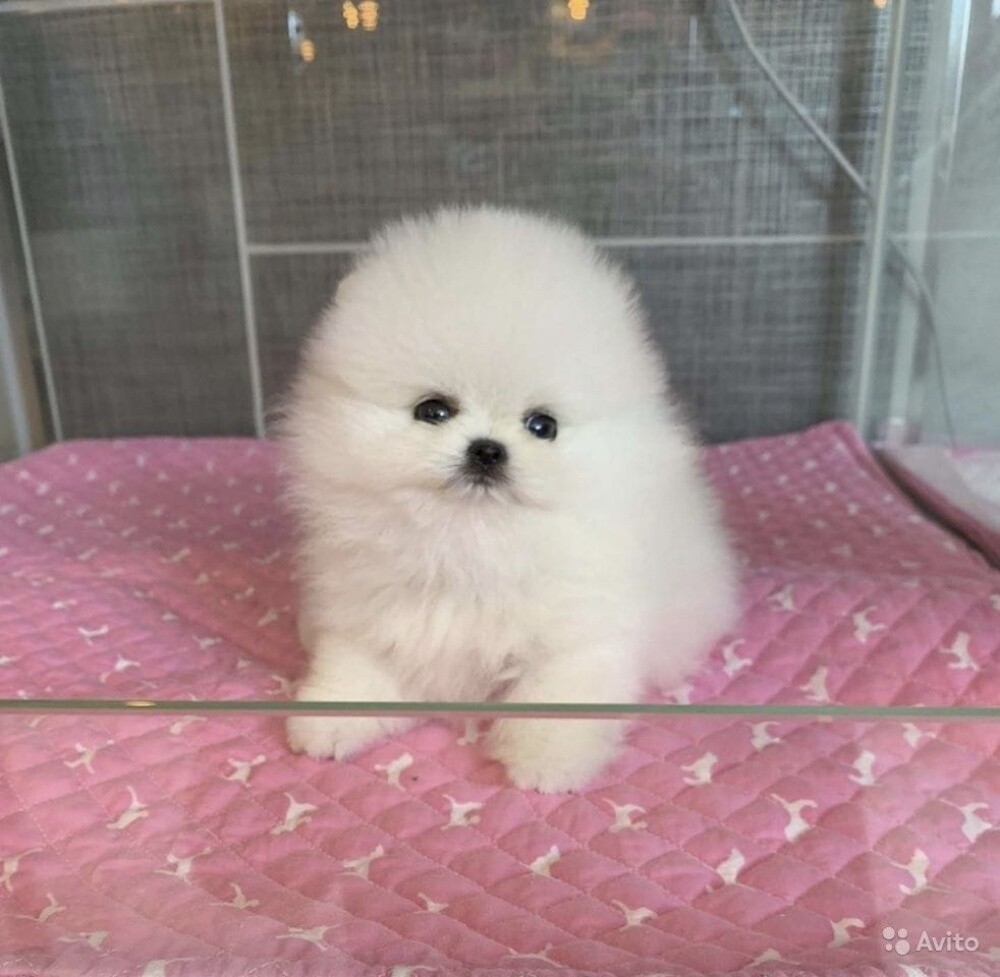 Pomeranian Puppy - 2