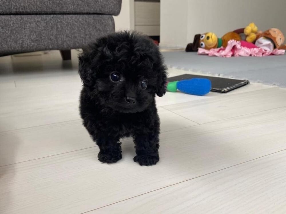 Purebreed Poodle Puppy - 1